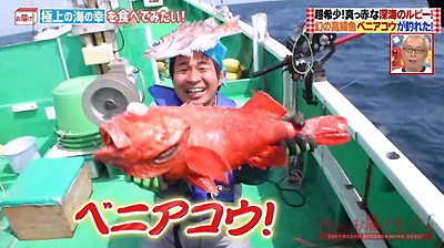 ベニアコウ.png